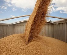Філії ДПЗКУ прийняли на зберігання 652 тис. тонн зернових